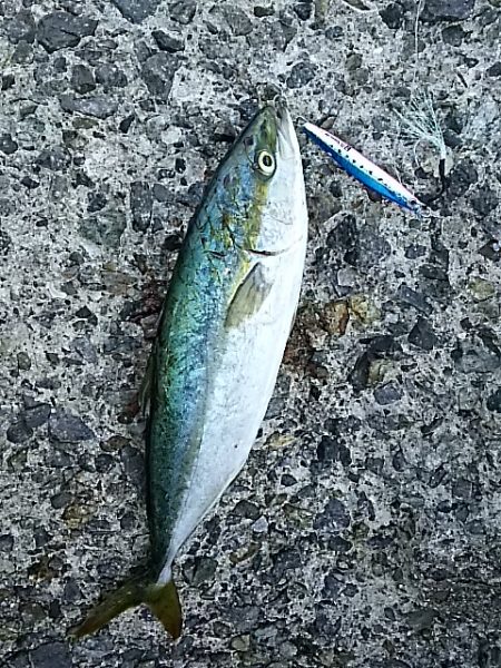 ツバス大きくなってます。